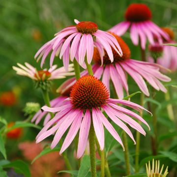 Kaunopunahattu luomu (siemenet) - Echinacea purpurea