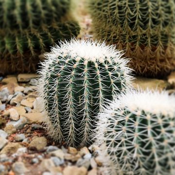 Kultasiilikaktus - Echinocactus grusonii var. albispinus