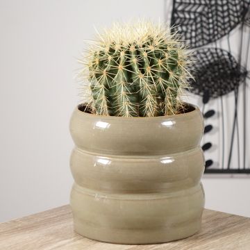 Kultasiilikaktus - Echinocactus grusonii