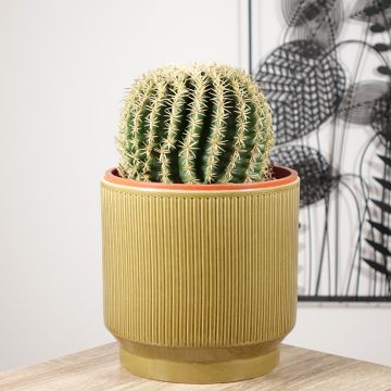 Siilikaktus - Echinocactus grusonii var. brevispinus
