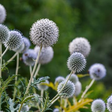 Valkopallo-ohdake - Echinops sphaerocephalus