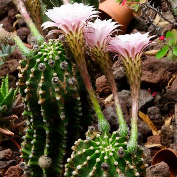 Pallokaktus - Echinopsis multiplex