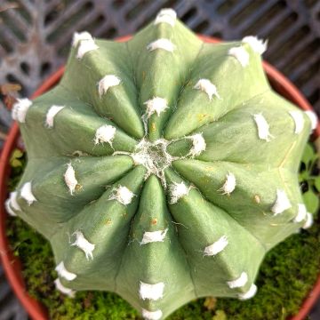 Pallokaktus - Echinopsis subdenudata