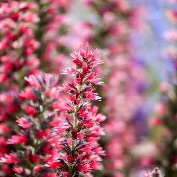 Neidonkiele Red Fathers
