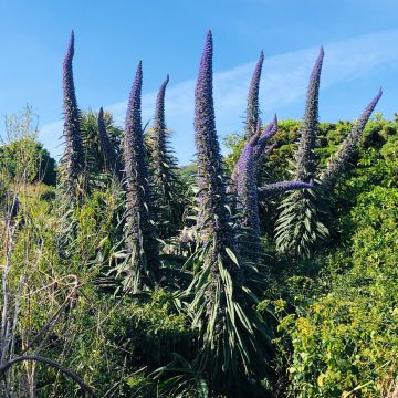 Huiskuneidonkieli (siemenet) - Echium pininana