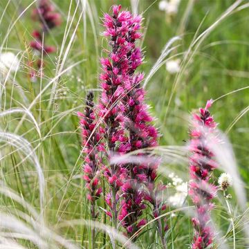 Soihtuneidonkieli - Echium russicum