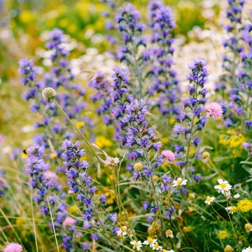 Kyläneidonkieli - Echium vulgare
