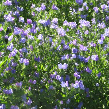 Kyläneidonkieli Blue Bedder (siemenet)
