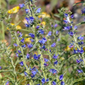 Kyläneidonkieli (siemenet) - Echium vulgare