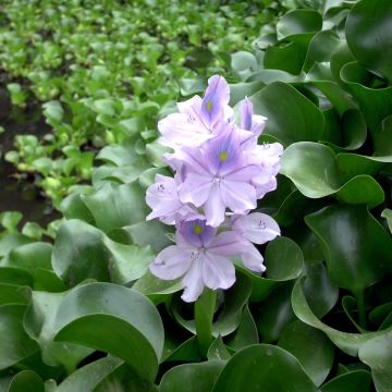Kellusvesihyasintti - Eichhorna crassipes