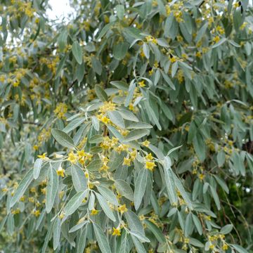 Idänhopeapensas - Elaeagnus angustifolia