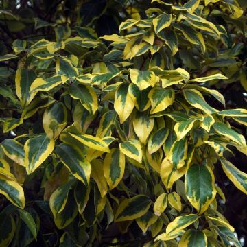 Hopeapensas Gilt Edge