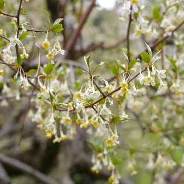 Japaninhopeapensas - Elaeagnus multiflora