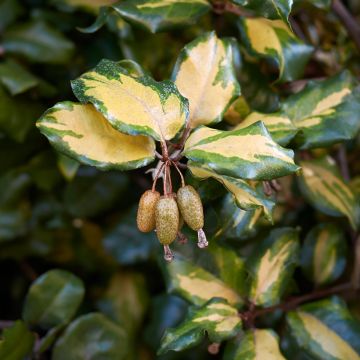 Poimukilsepensas Maculata