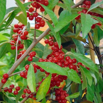 Sarjahopeapensas Pointilla Sweet'N