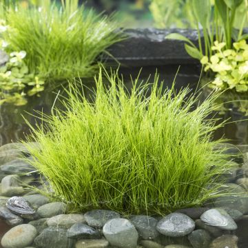 Hapsiluikka - Eleocharis acicularis