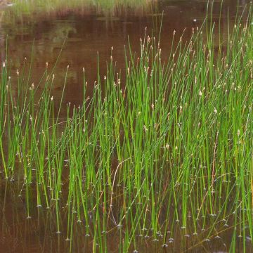 Rantaluikka - Eleocharis palustris