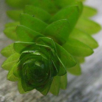 Kanadanvesirutto - Elodea canadensis
