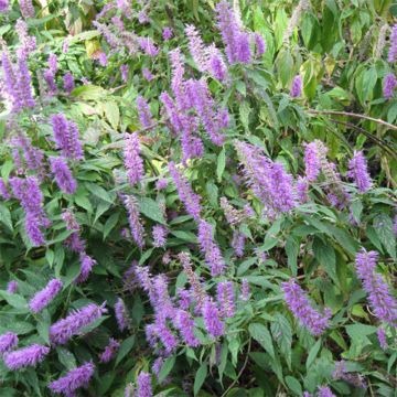 Purppurahelttaminttu - Elsholtzia stauntonii