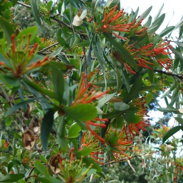 Chilenloimunokka - Embothrium coccineum