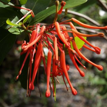 Chilenloimunokka var. lanceolatum