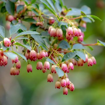 Kellopensas - Enkianthus campanulatus
