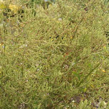 Sitruunasavikka luomu - Ferme de Sainte Marthe - Chenopodium ambrosioides
