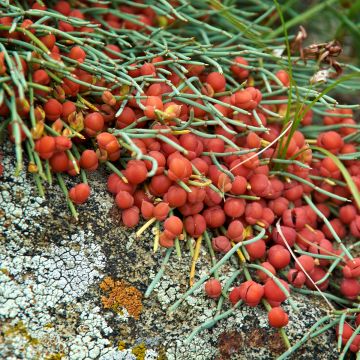 Ephedra minima
