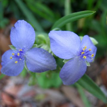 Tarhajuoru Ocean Blue