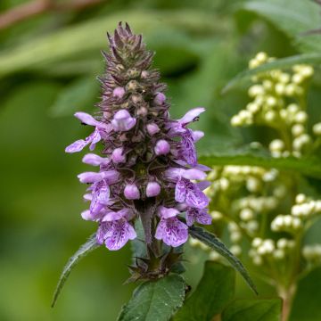 Peltopähkämö - Stachys palustris