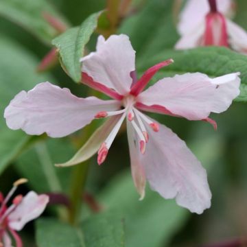 Maitohorsma Stahl Rose