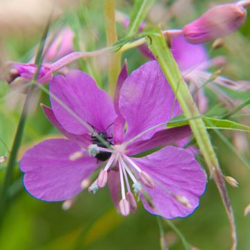 Horsma - Epilobium fleischeri