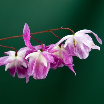 Varjohiippa Pumosum Roseum