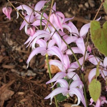 Varjohiippa - Epimedium brachyrrhizum