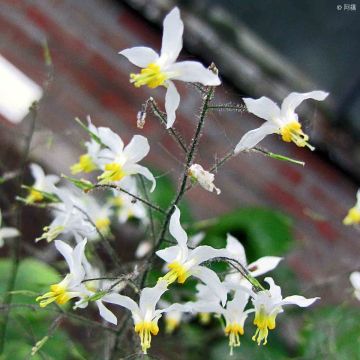 Varjohiippa - Epimedium brevicornu