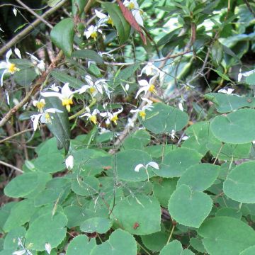 Varjohiippa - Epimedium brevicornu f. rotundatum