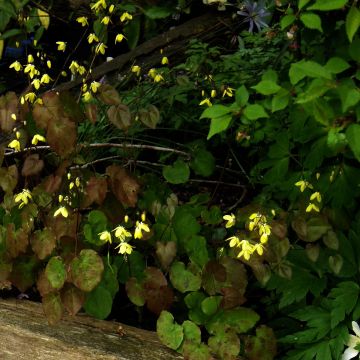 Varjohiippa - Epimedium campanulatum