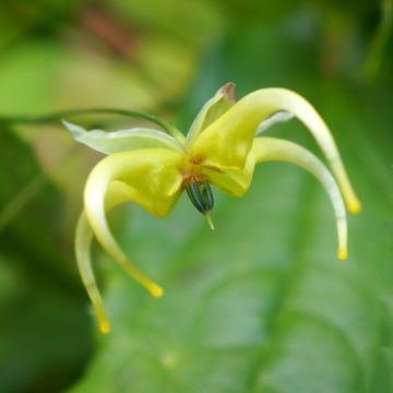 Varjohiippa - Epimedium chlorandrum