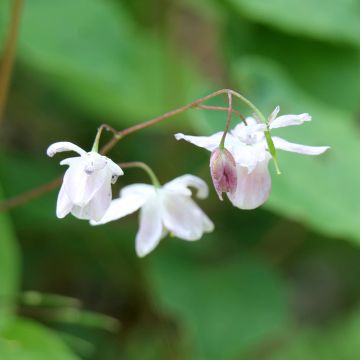 Varjohiippa Dwarf White