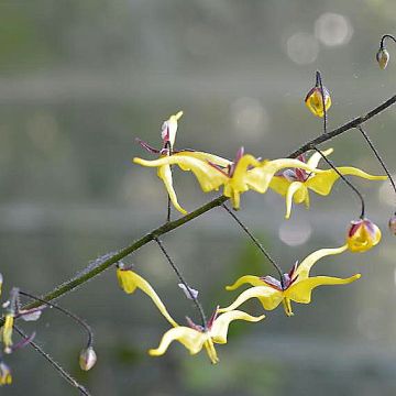 Varjohiippa - Epimedium elongatum