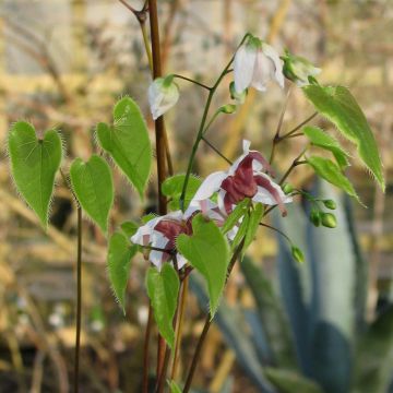 Varjohiippa - Epimedium epsteinii