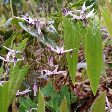 Varjohiippa - Epimedium fargesii