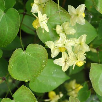 Varjohiippa - Epimedium flavum