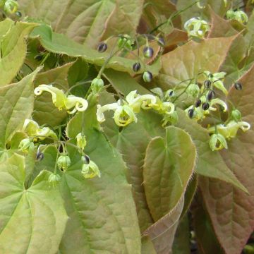 Varjohiippa Brimstone Butterfly