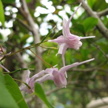 Idänvarjohiippa F. Violaceum