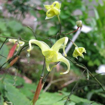 Varjohiippa - Epimedium ilicifolium