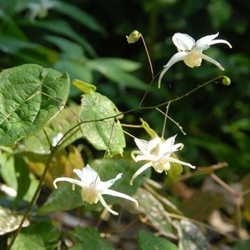 Varjohiippa - Epimedium latisepalum
