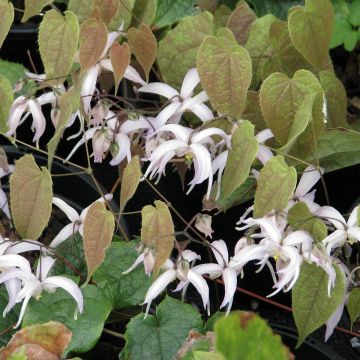 Varjohiippa - Epimedium leptorrhizum