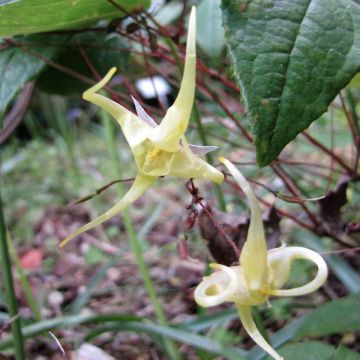 Varjohiippa - Epimedium membranaceum
