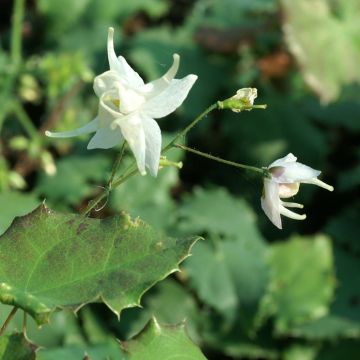 Varjohiippa - Epimedium pauciflorum